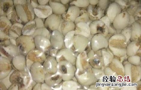 薏米仁的功效与作用的功能与主治 薏米仁的功效与作用