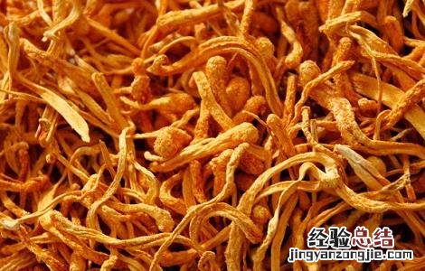 蛹虫草的功效与作用及食用方法 蛹虫草的功效与作用