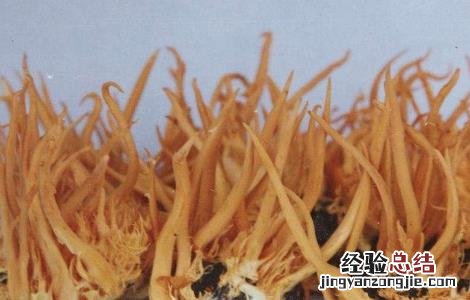 蛹虫草的功效与作用及食用方法 蛹虫草的功效与作用