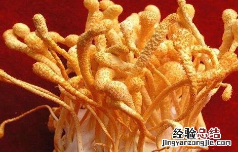 蛹虫草的功效与作用及食用方法 蛹虫草的功效与作用