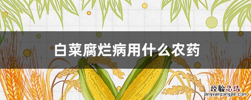 白菜腐烂病用什么农药治 白菜腐烂病用什么农药