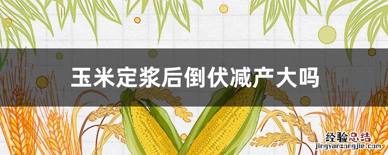 玉米倒伏影响产量吗 玉米定浆后倒伏减产大吗