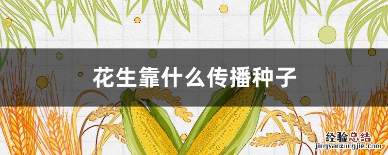 花生靠什么传播种子 花生靠什么传播种子呢