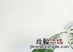 盆栽发财树的养殖方法和注意事项 发财树的养殖方法和注意事项