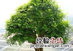 石辣椒盆景养殖方法和护理技巧 辣椒盆景怎么养护