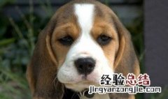 孕妇梦到狗生小狗是什么意思 孕妇梦到狗生小狗,生男孩还是女孩