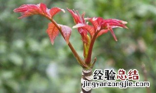 香椿的功效与作用及副作用 香椿的功效与作用