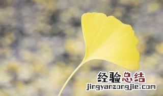 描写秋天银杏树的句子 描写秋天银杏树的优美句子精选