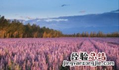 7月14是什么节 这是一个浪漫的节日