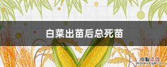 白菜出苗后总死苗可以喷生根剂吗 白菜出苗后总死苗