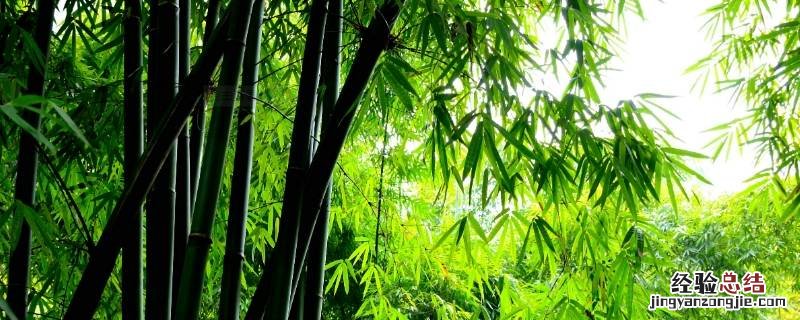 竹子做的工具 竹子做的工具有哪些