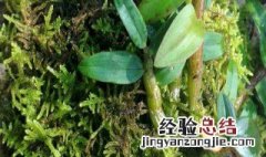 石斛好种植吗 石斛好养殖吗