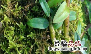 石斛好种植吗 石斛好养殖吗