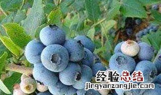 盆栽蓝莓几年开花结果的 盆栽蓝莓几年开花结果