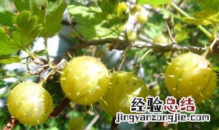 刺梨的作用与功效是什么呢 刺梨的作用与功效是什么