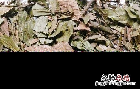 葫芦茶的功效与作用图片 葫芦茶的功效与作用