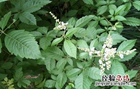 黄荆的功效与作用 黄荆叶的功效与作用
