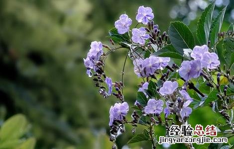黄荆的功效与作用 黄荆叶的功效与作用