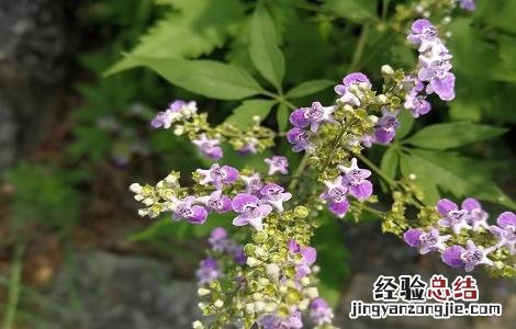 黄荆的功效与作用 黄荆叶的功效与作用