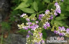 黄荆的功效与作用 黄荆叶的功效与作用