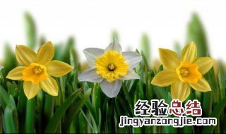 黄水仙可以水培吗 如何栽培管理黄水仙