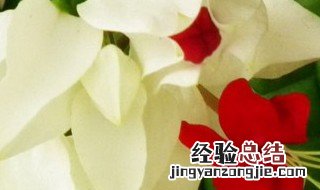 吐龙珠花的种植方法 吐龙珠花的种植方法视频