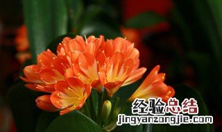 君子兰叶片歪斜怎么办 君子兰叶子歪斜怎么办