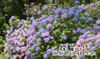 绣球花如何修剪枝条 绣球花如何修剪