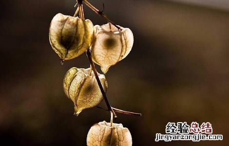 灯笼草的功效与作用及食用方法 灯笼草的功效与作用