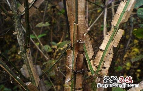 鬼箭羽的功效与作用 鬼箭羽的功效与作用图片