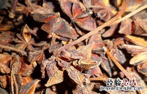 大茴香的功效与作用 小茴香与大茴香的功效与作用