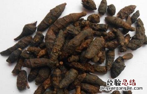 香附子的功效与作用 香附子的功效与作用和主治与用量