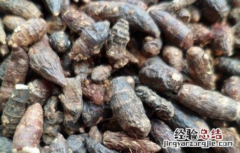 香附子的功效与作用 香附子的功效与作用和主治与用量