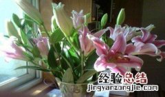 百合花象征什么 百合花象征什么精神品质