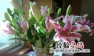 百合花象征什么 百合花象征什么精神品质