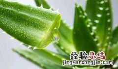 芦荟如何管理 芦荟怎样管理