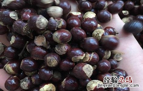 龙眼核外用的功效与作用 龙眼核的功效与作用及食用方法