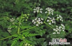 藁本的功效与作用用量 藁本的功效与作用