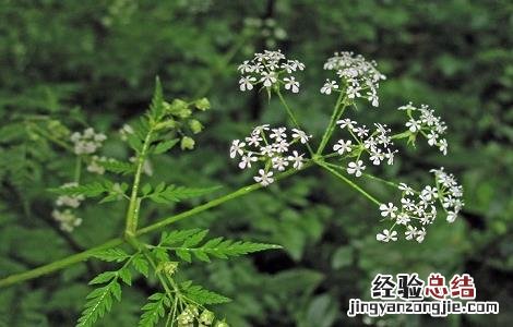 藁本的功效与作用用量 藁本的功效与作用
