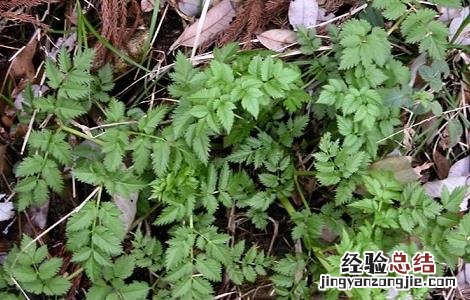藁本的功效与作用用量 藁本的功效与作用