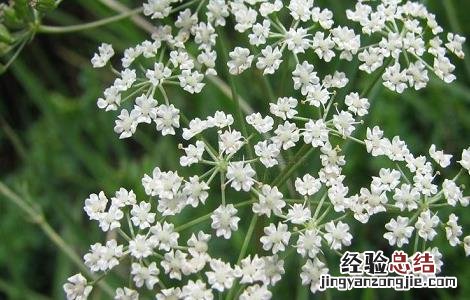 藁本的功效与作用用量 藁本的功效与作用