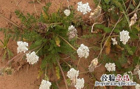 藁本的功效与作用用量 藁本的功效与作用
