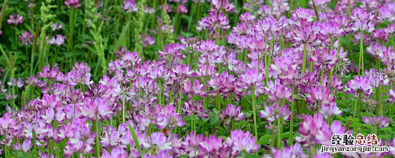 紫云英多久开花 紫云英一年开几次花