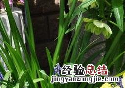 盆栽蝴蝶花怎么养 盆栽蝴蝶花怎么养活