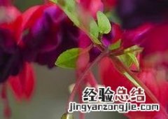 灯笼花的栽培技术和养护方法 灯笼花的栽培技术和养护方法视频