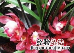 大花蕙兰怎么养 大花蕙兰怎么养护
