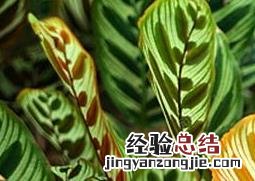 麒麟掌的养殖方法 麒麟掌的养殖方法和养殖技巧