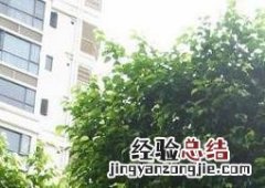 垂叶榕的特征 垂叶榕生长习性