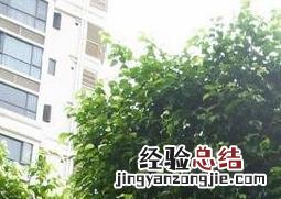 垂叶榕的特征 垂叶榕生长习性