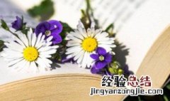 黄金菊代表 黄金菊是什么意思